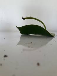 Bird Of Paradise Water Propagation Water Propagation Peperomia Jayde Green Girl Daily Peperomia Plant Peperomia Propagating Plants