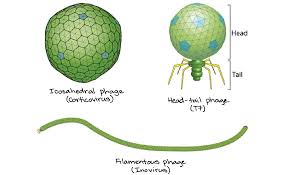 Viruses cause a number of diseases in eukaryotes. Bacteriophages Article Viruses Khan Academy