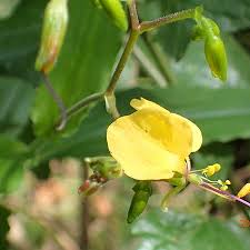 Image result for Aneilema