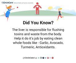 Kidneys filter your blood up to 300 times a day and need water to function optimally. Health Trivia The Function Of Liver And How To Keep It Healthy Circlecare