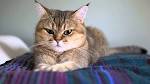 British Shorthair For Sale in United States - Hoobly ...