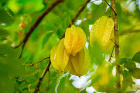 Baik di lahan pekarangan yang cukup luas ataupun di dalam pot. Ini Bibit Cara Menanam Belimbing Dalam Sebuah Pot Menanam Tabulampot Belimbing Manis Ternyata Tidak Sulit Tabulampot Belimbing Manis Bahkan Mampu Berbuah Lebat Terus Menerus Sepanjang Tahun Selain Itu Profil Tanaman Belimbing Yang