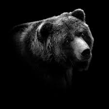 When finished click on back arrow. Portrait Of Bear In Black And White Photograph By Lukas Holas