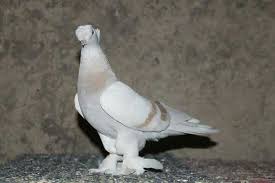 Blt Blt Adli Kullanicinin Guvercin Pidgeon Panosundaki Pin Balik