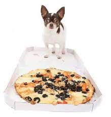 Mmm Pizza Human Food Pets Food Animals