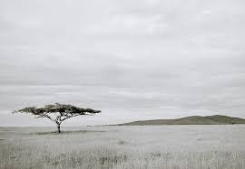 Serengeti Acacia Tree By Shaun Higson Black And White Landscape Landscape Photography Nature Black And White Tree