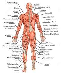 A birds pectorals are an amazing 30 percent to half of its total weight. Stabilizer Muscles What You Need To Know To Boost Your Performance Human Muscular System Muscle Diagram Muscular System Labeled