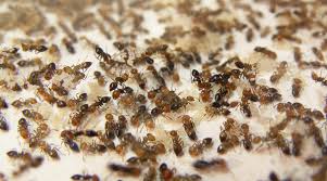 En plein cœur d'un village du sud de l'artois proche de la somme, dans une ancienne ferme qui n'est plus en activité. Faire Un Elevage De Fourmis Partie 1 2 Blognature Fr