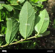 Image result for Grewia retinervis