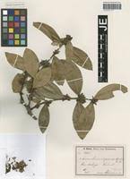 Image result for Acokanthera laevigata