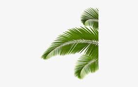 Palm leaf · free pngs, stickers, photos, aesthetic backgrounds and wallpapers, vector illustrations and art. Go To Image Palm Leaves Png Transparent Png Image Transparent Png Free Download On Seekpng