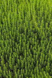 Image result for Satureja