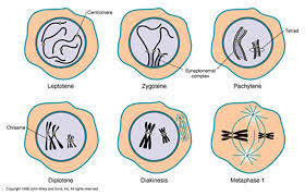 Image result for Meiosperma