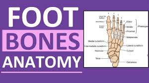 Note that i use pmx editor (english version), so when editing bones i don't have any type 0/1/3/etc menu to choose from, i simply have to set if bone can be moved/rotated/visible/op, and a form where. Bones Of The Foot Quiz Anatomy