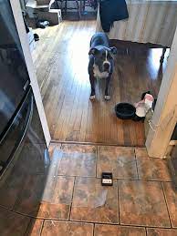 Dog Petproduct Dogtrainingmat Pettrainingmat Harmless Pet Training Cat Mat Dog Cat