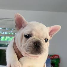 Welcome to french bulldogs of florida. Florida French Bulldog Breeder Jem French Bulldog