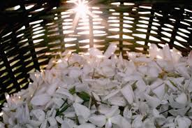 La fête du jasmin organisée depuis 1948 est une tradition qui marque le début de la cueillette du jasmin. La Recolte 2015 Du Jasmin De Grasse Faire Le Tour Du Monde En Parfums