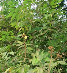 Image result for Markhamia tomentosa