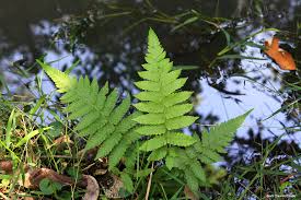 Image result for Christella dentata