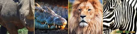Carnivores don't deserve to be the best. African Animals List With Pictures Facts Information Worksheet