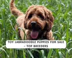 Find male labradoodles for sale in lancaster, pa on oodle classifieds. Toy Labradoodle Puppies For Sale Top 5 Breeders 2021 We Love Doodles