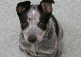 We'll help you care for them like one. Deer Run Veterinary Services East Falmouth Veterinarians