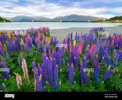 Paysage au lac Tekapo et Lupin Field en Nouvelle-Zélande. Le champ de Lupin  au lac Tekapo a atteint sa pleine floraison en décembre, saison estivale de  la Nouvelle-Zélande Photo Stock - Alamy