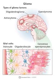 Image result for Galeomma