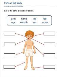 What are the science worksheets for grade 3? Kindergarten Science Worksheets Activity For Kids Facebook