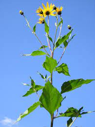 May 06, 2018 · plant sunchokes either in the fall, from roots harvested that year or in the spring from spring dug roots. Jerusalem Artichoke Wikipedia