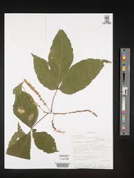 Image result for Glenniea africana