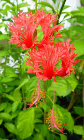 Image result for Hibiscus schizopetalus
