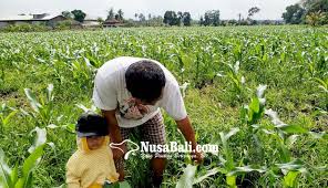 Berikut ini yang (mungkin) masih berkaitan dengan : Diserang Hama Petani Mengulang Tanam Jagung Nusabali Com