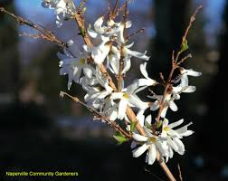 Online Plant Guide Abeliophyllum Distichum White Forsythia Forsythia Plant Guide Plants
