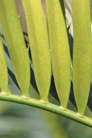 Image result for Encephalartos lebomboensis