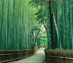 Image result for Bambusa