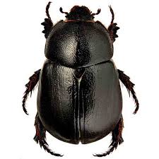 Image result for Pentodon