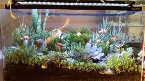 Repurposed Old Fish Tank Makes A Splendid Succulent Showcase Succulent Container Serragardens S Fish Tank Garden Diy Succulent Terrarium Fish Tank Terrarium