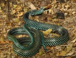 Black And White Striped Snake Texas Northern Speckled Racer Drymobius Margaritiferus Margaritiferus Awwwwwwwwww A Polka Dot Snake Beautiful Snakes Snake Amphibians
