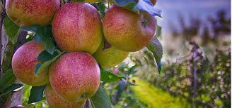 Creer Un Verger Bien Choisir Ses Arbres Fruitiers Arbre Fruitier Arbre Fruitier Nain Fruitier