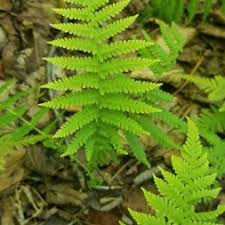 Image result for Thelypteridaceae