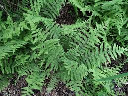 Image result for Meta Thelypteris