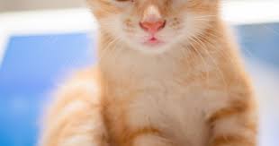 Animals Of Catalina Island Suggestions Animal Of Cat Family Suggestions Spirit Animal Of Cat Suggestions Ani In 2020 Cat Animal Pictures Cat Wallpaper Animals