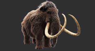 Wolly Mammoth 3d Mammoth Prehistoric World Rare Animals
