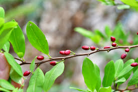 Image result for Erythroxylaceae