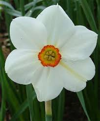 Pin On Beautiful Flowers Iris