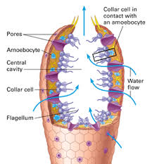 Biology Phylum Porifera Askiitians