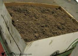 Growing from a tuber (a dry clump formation of roots, rather than a bulb or plug), dahlias are perfect. How To Store Dahlia Bulbs Storing Dahlia Tubers Over Winter