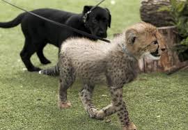 The Most Adorable Medical Update Ever Dallas Zoo S Cheetah Cub Recovers From Illness That Claimed Brother