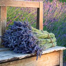 Lavender Vera • Seed Station
